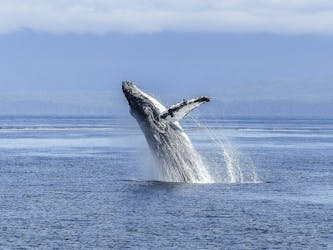 Whale route full day tour